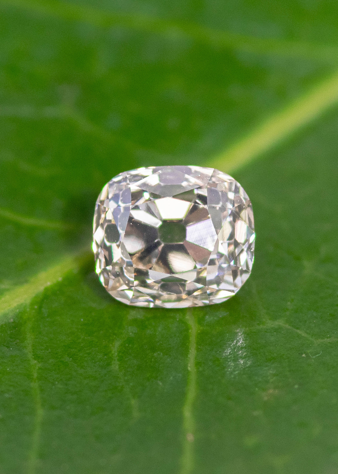 Loose 0.69 carat old mine cut cushion diamond resting on leaf showing antique faceting and soft champagne tone.