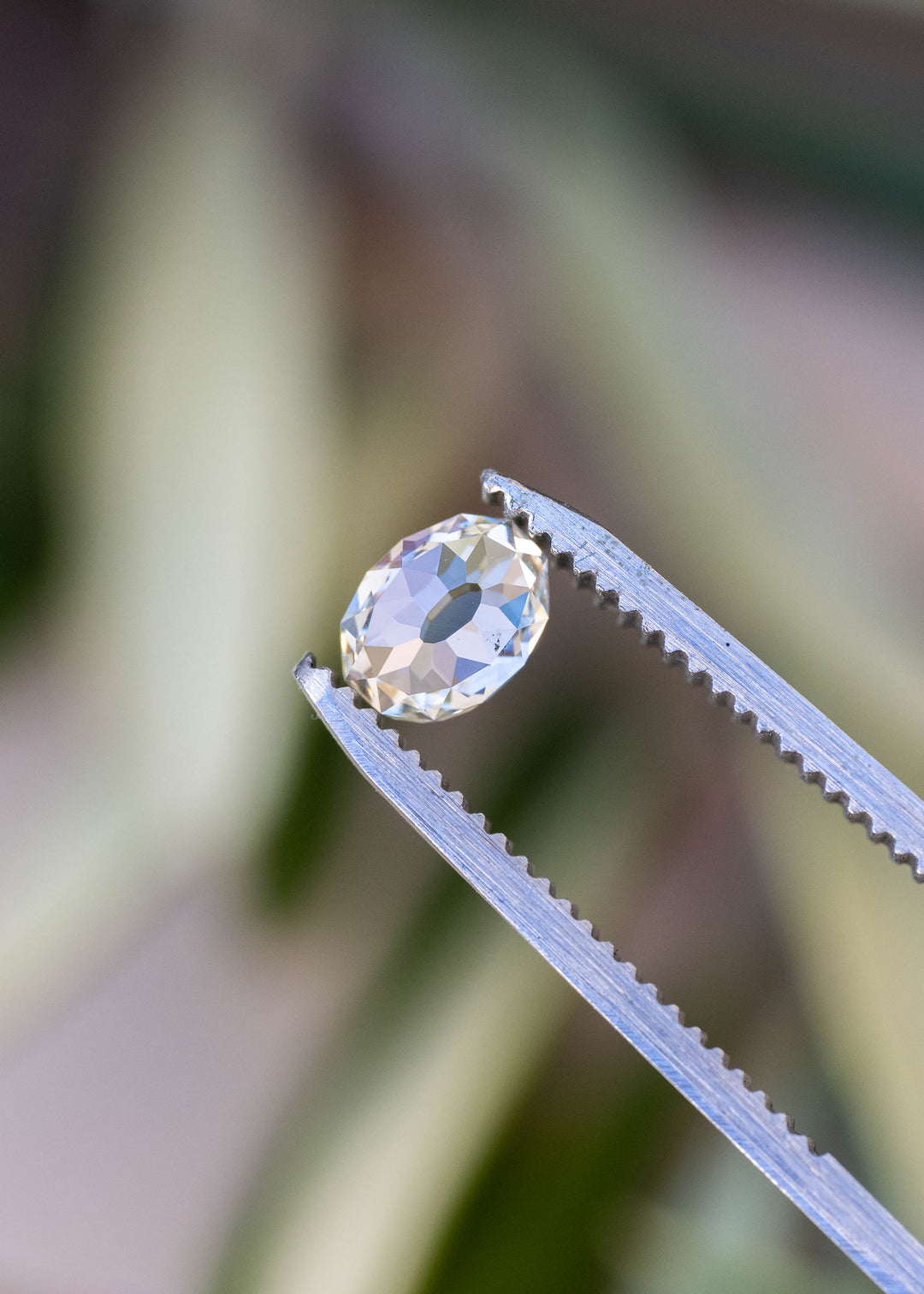 Oval Mughal cut South African diamond held between jeweler’s tweezers against a softly blurred botanical background, showing its open table and antique-style faceting.