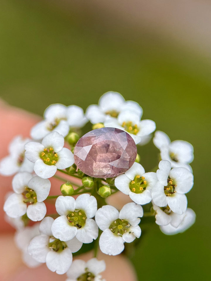 1.37ct peach pink mauve sapphire displayed on a white flower, showing color-shift and oval cut facets