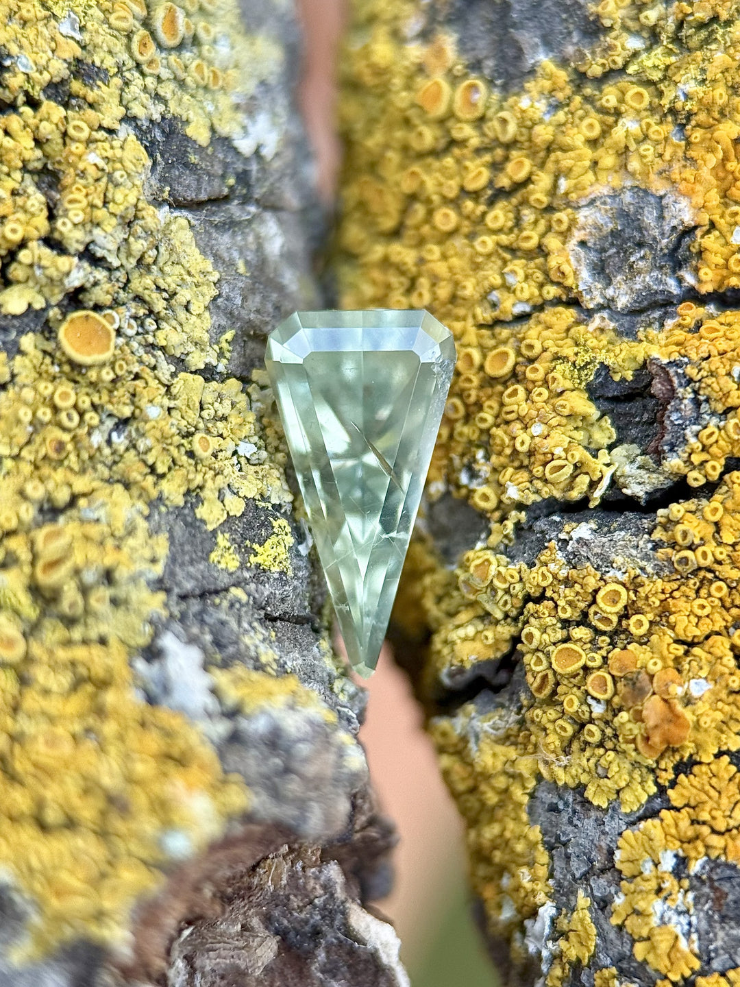 1.57 carat kite step cut sapphire in yellow-green hues from Chimwadzulu Hill, Malawi, displayed between textured tree bark with natural yellow lichen.