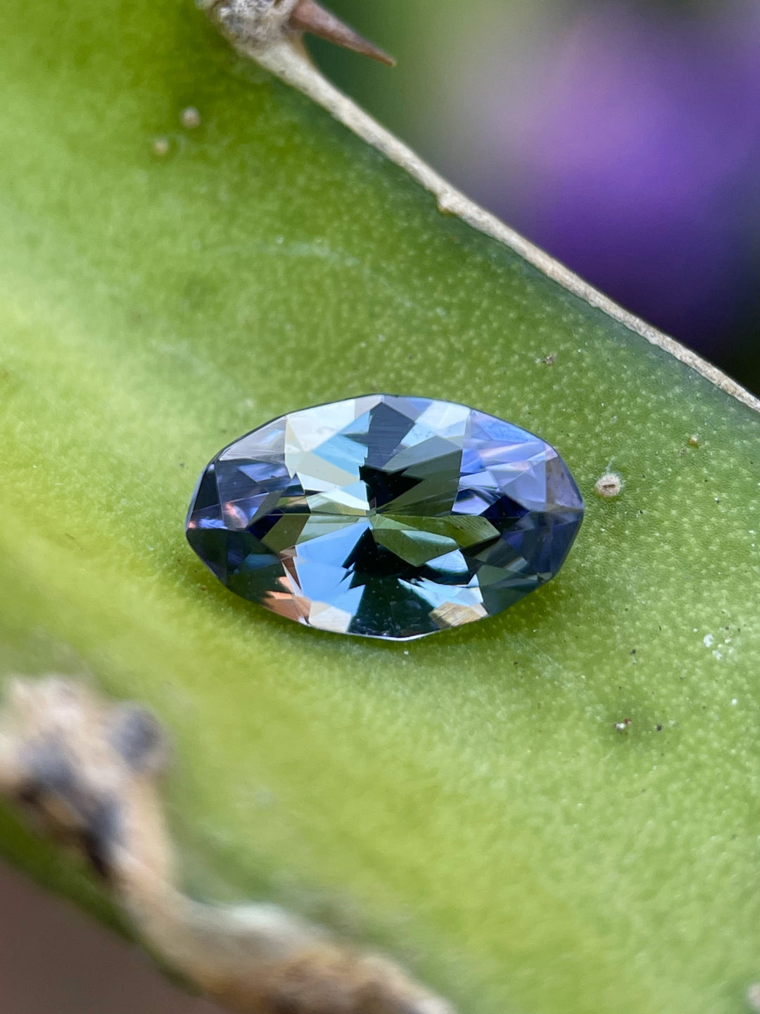 Tanzanite with a mermaid blend of colors resting on a leaf, displaying custom oval cut facets and natural brilliance.
