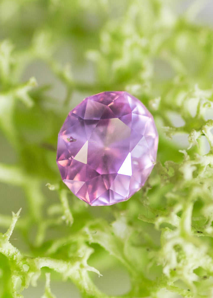 1.61 carat opalescent vivid pink oval sapphire resting on green moss background