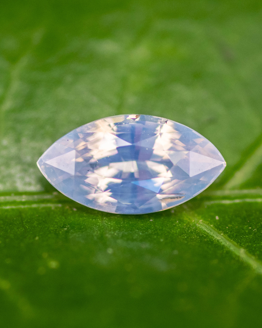 1.70 carat opalescent powder blue sapphire resting on a green leaf, showing soft pastel tones and brilliance in a precision marquise mixed cut, untreated gemstone from Ratnapura, Sri Lanka.