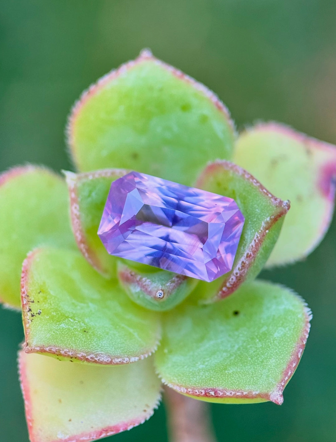 Natural 2.00 carat radiant cut sapphire in lavender, purple, and pink tones displayed on a green succulent - Ratnapura, Sri Lanka origin