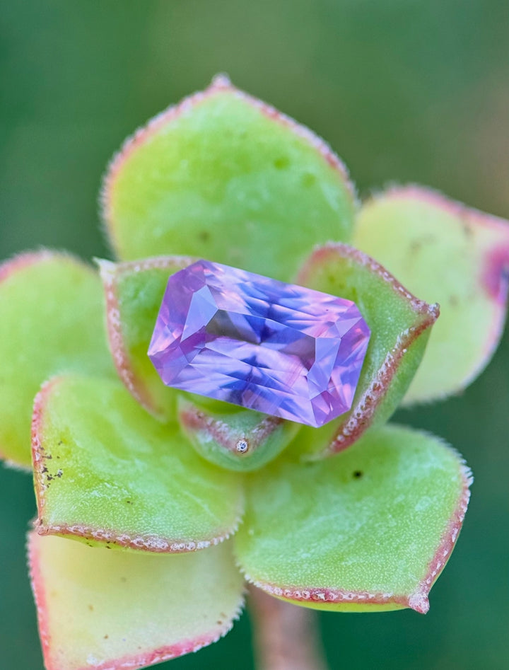 Natural 2.00 carat radiant cut sapphire in lavender, purple, and pink tones displayed on a green succulent - Ratnapura, Sri Lanka origin