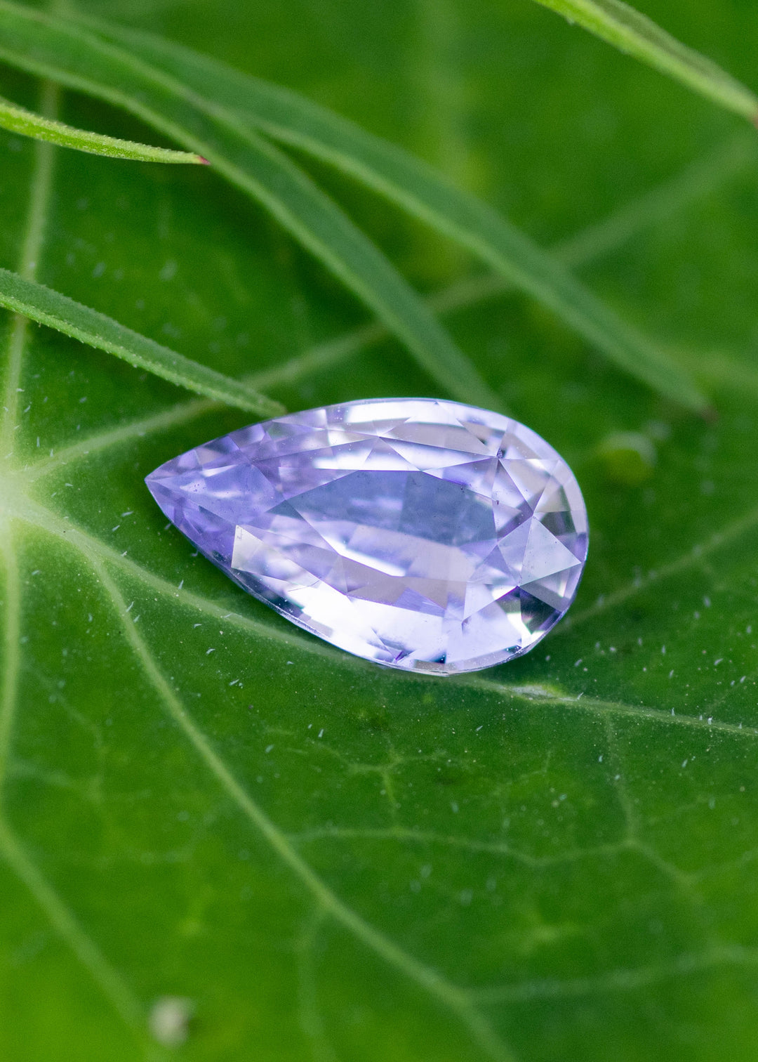 2.06ct natural lavender purple pink sapphire pear cut on green leaf