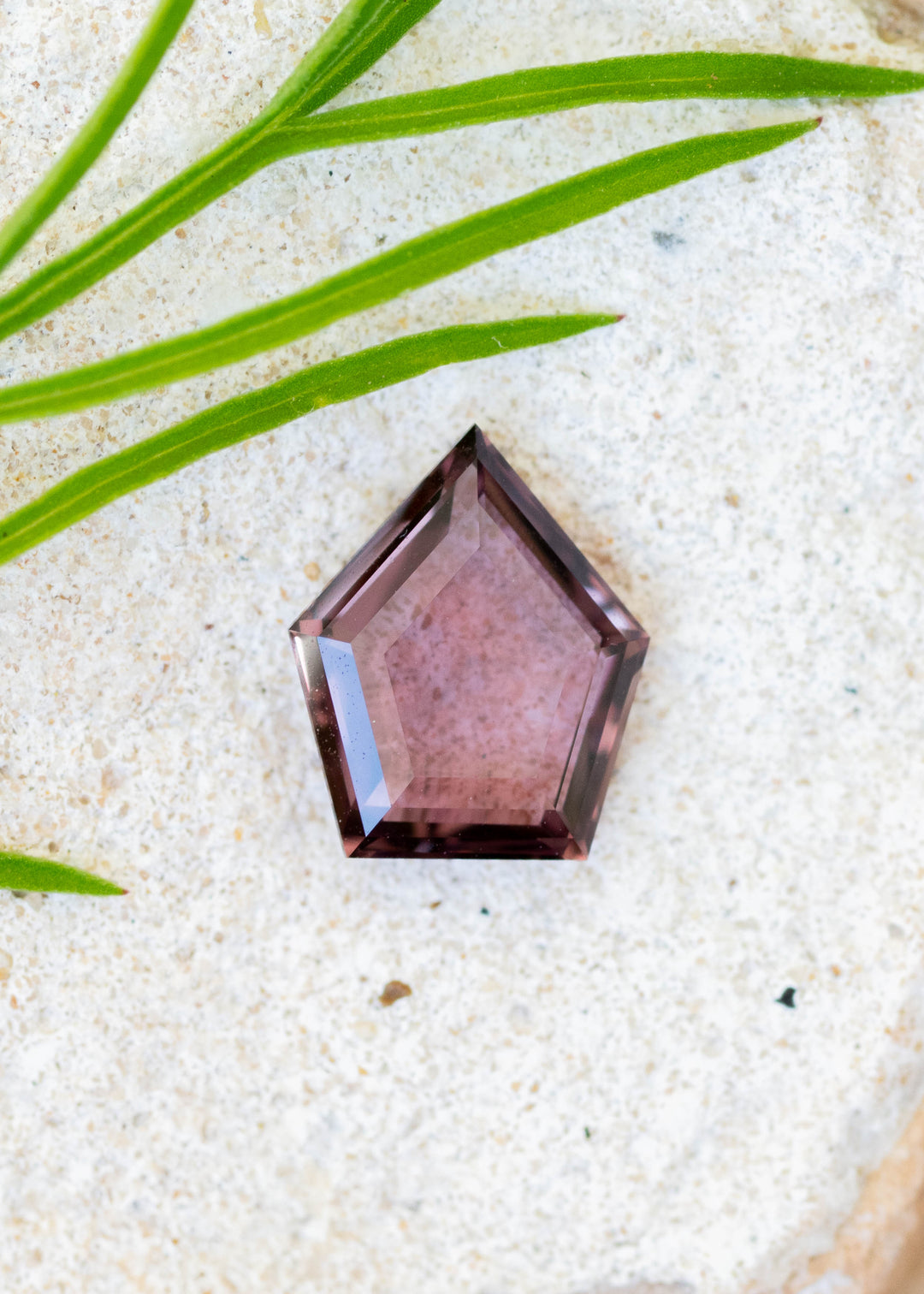 Deep wine brown 2.03ct shield portrait cut sapphire resting on white sand with green foliage peeking in frame.