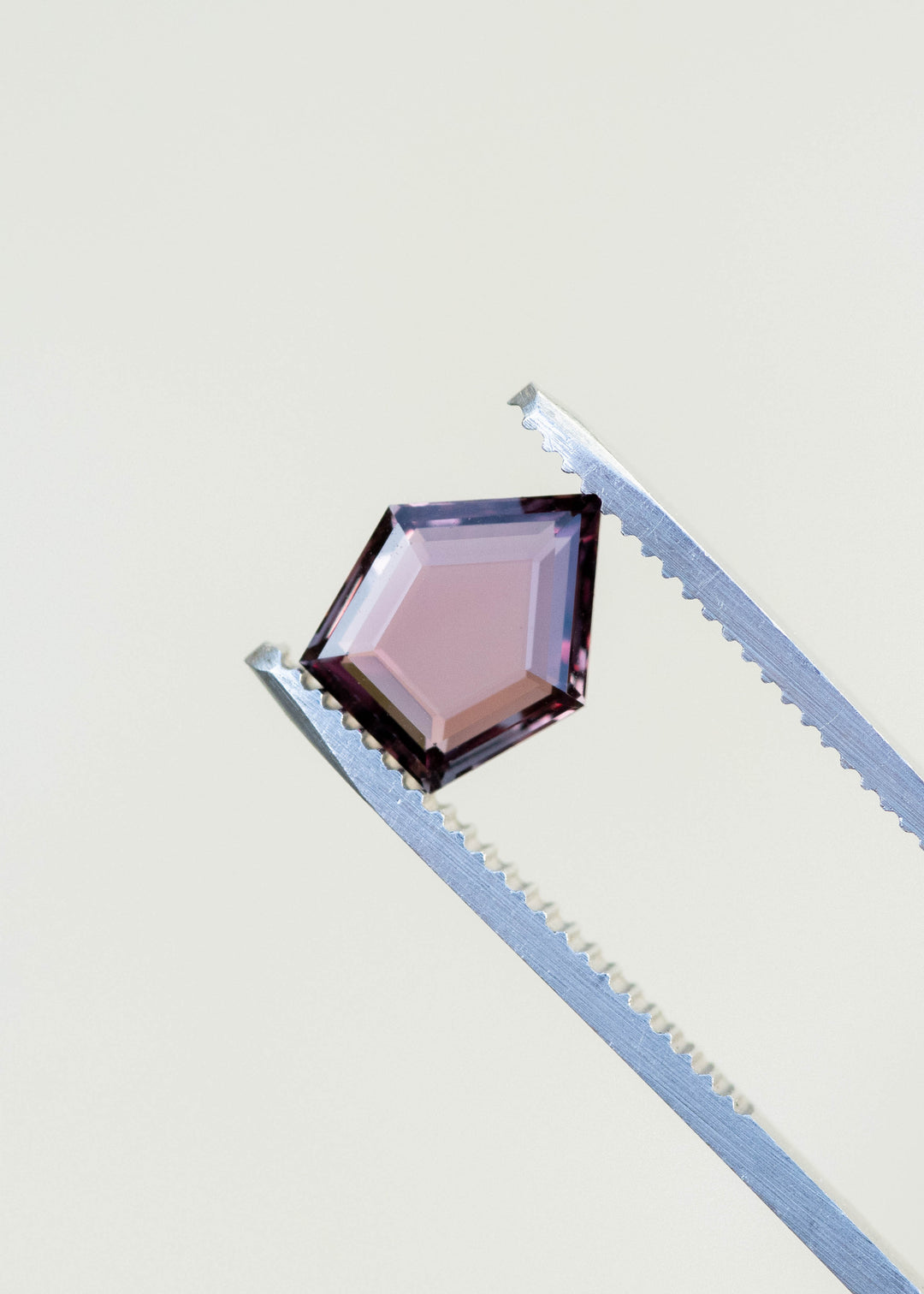 Deep wine brown 2.03ct shield portrait cut sapphire held in gem tweezers under natural light.