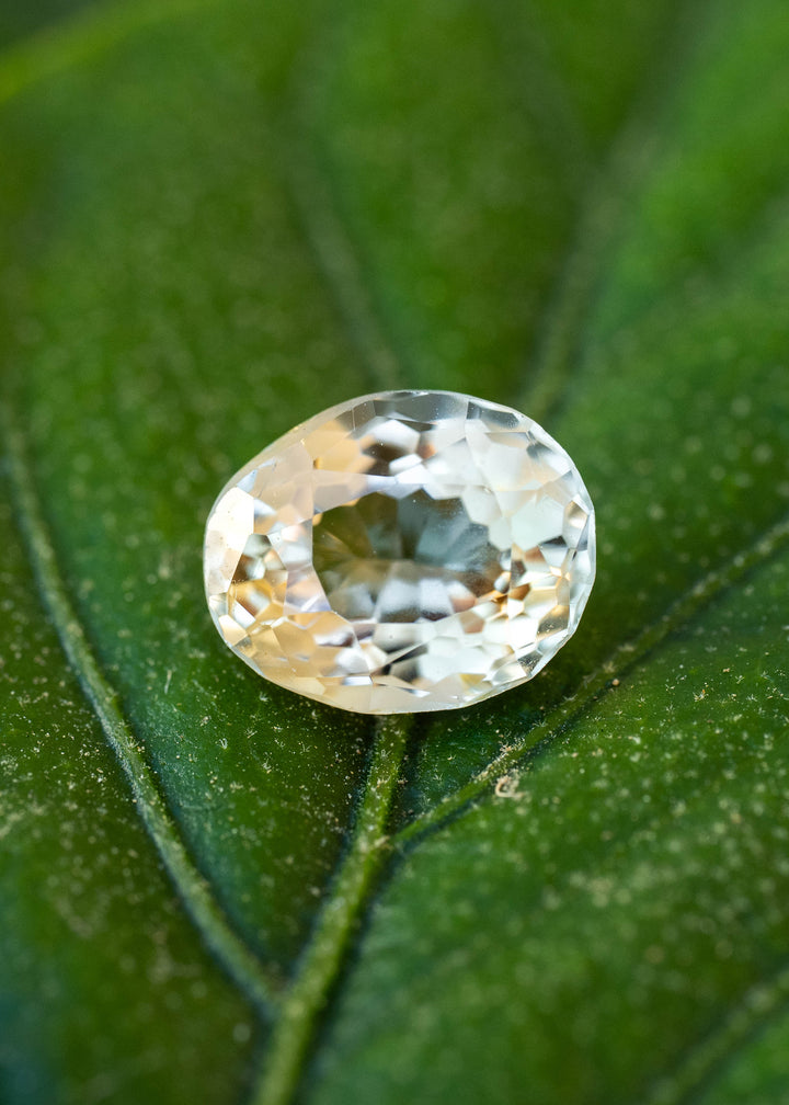 2.34 carat butter yellow tourmaline resting on a dark green leaf, showing its vintage oval brilliant mix cut and pale champagne-yellow reflections.
