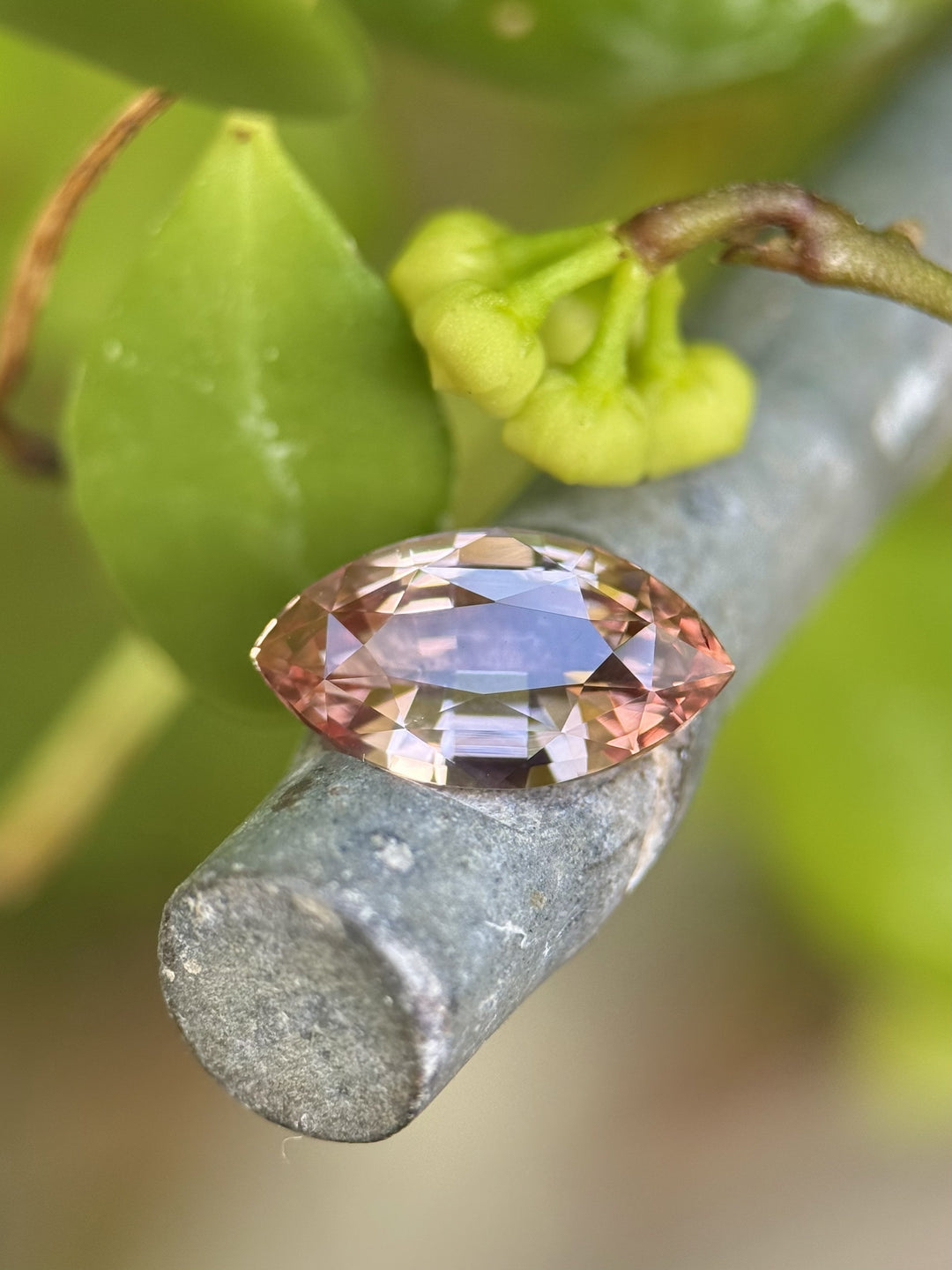2.57ct peach pink rose-champagne sapphire in a precision marquise mixed cut resting on a natural branch outdoors, showing its warm color zoning and facet brilliance; ethically sourced sapphire from Sakaraha, Madagascar.