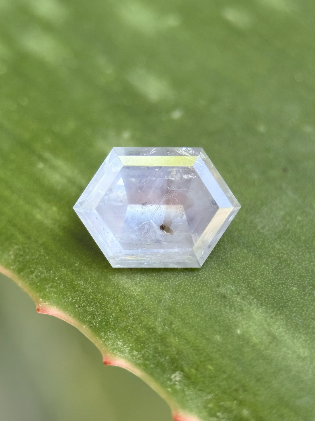 Unheated 4.34ct color-changing hexagon sapphire from Montana, displayed on green aloe leaf showcasing its unique powdered blue and gray hues