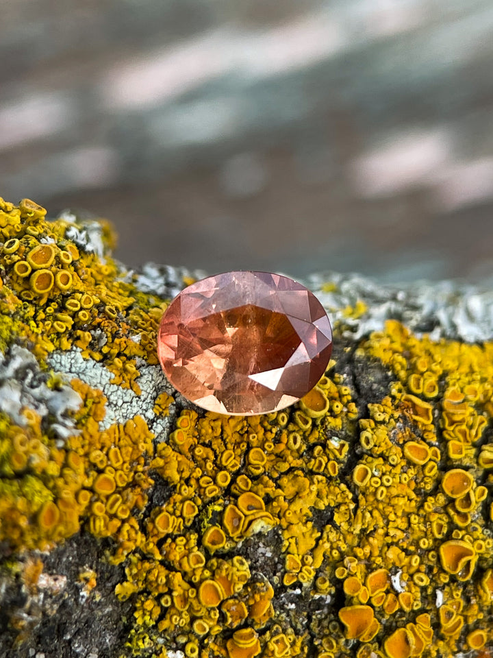 Close-up view of a brown-orange sapphire, highlighting its oval modified brilliant cut and warm tones. The stone is placed on a textured background with contrasting yellow lichen.
