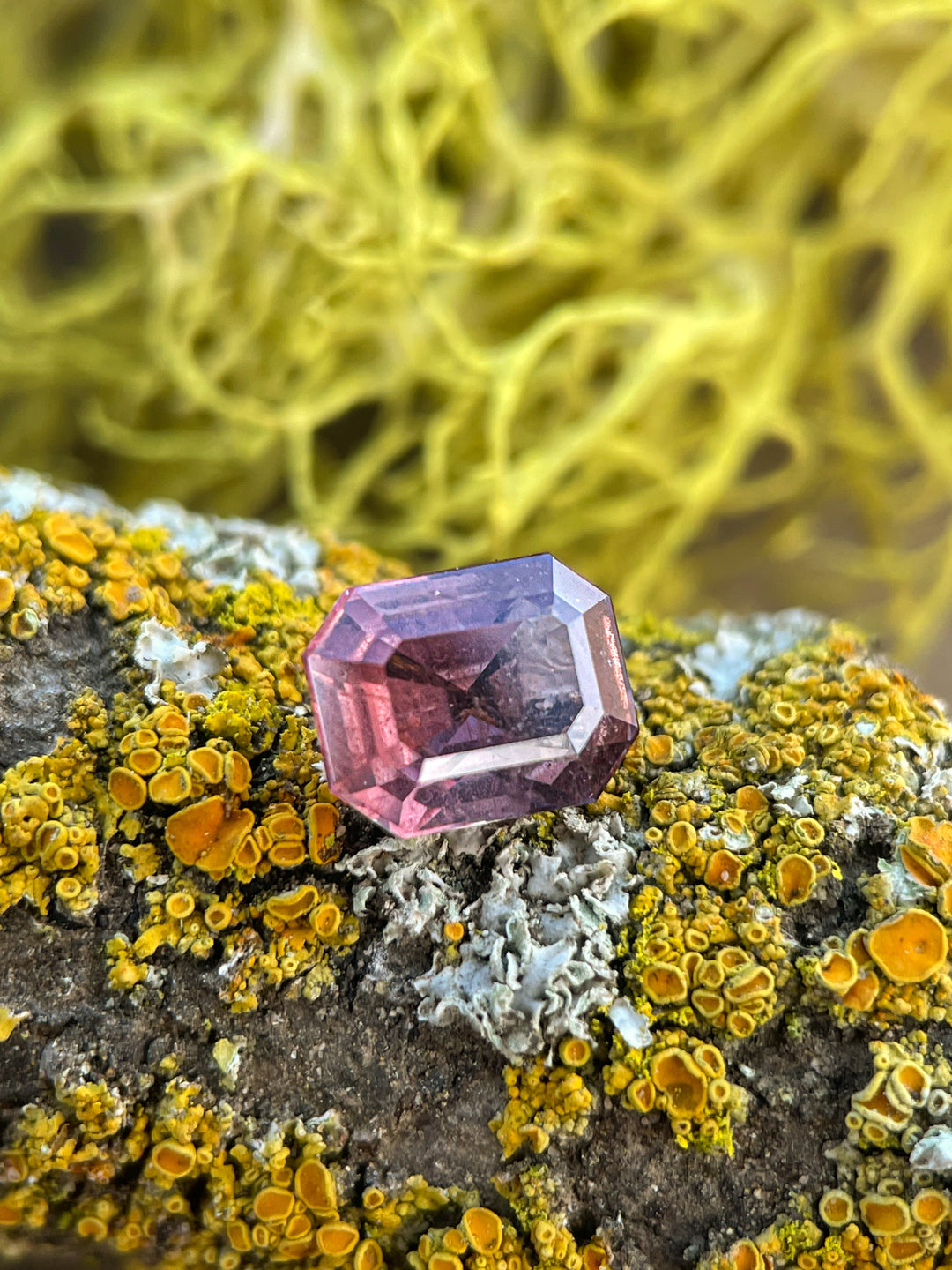 A stunning Cabernet-colored sapphire displayed on a natural lichen-covered surface, highlighting its modified emerald cut and deep hues.