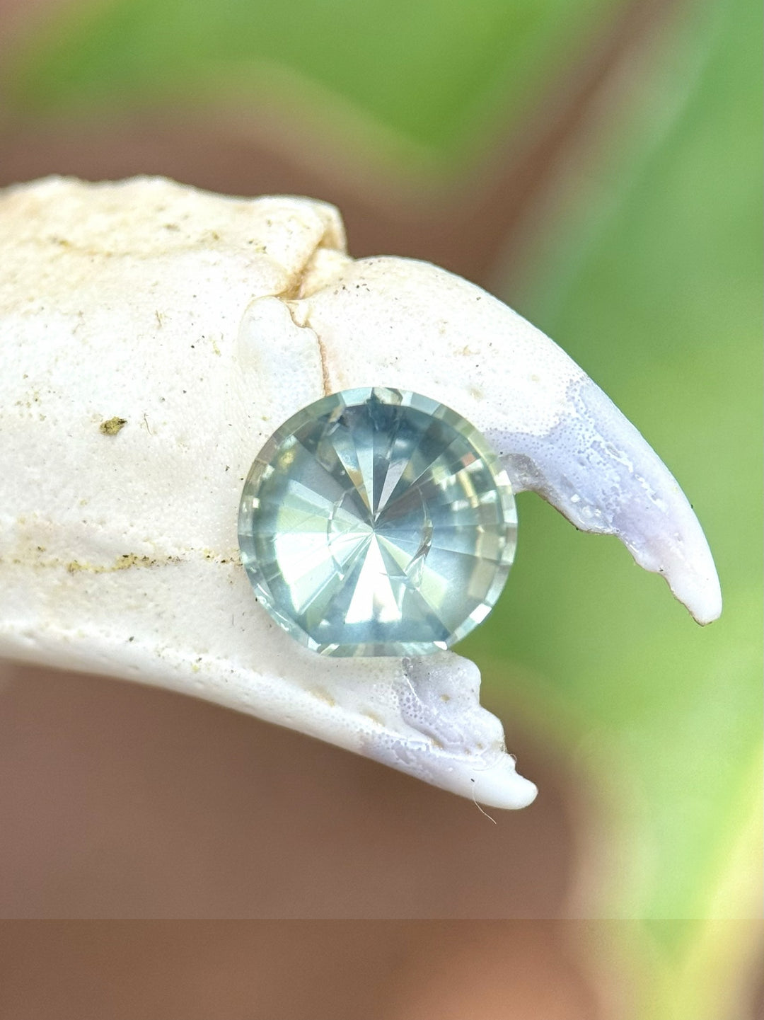 0.96-carat teal and seafoam sapphire displayed on the edge of a white seashell claw with green foliage softly blurred in the background, highlighting the gem’s symmetry and brilliance.