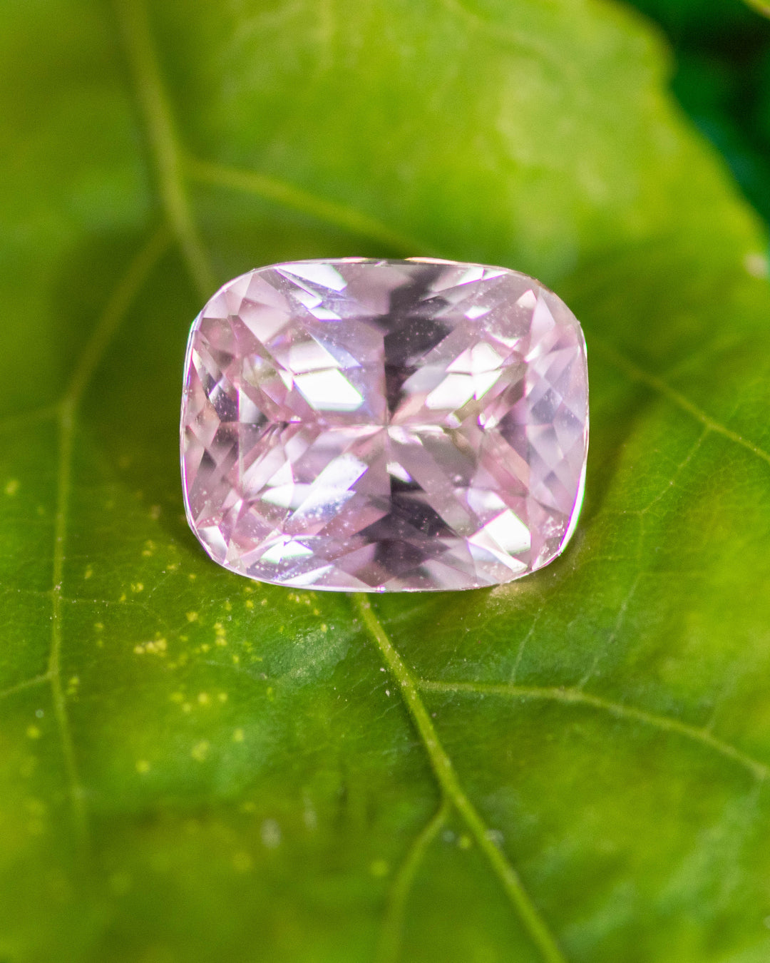 1.57 carat pink peach sapphire resting on a green leaf, displaying soft pastel hues and radiant reflections of the cushion cut, untreated gemstone from Sakaraha, Madagascar.