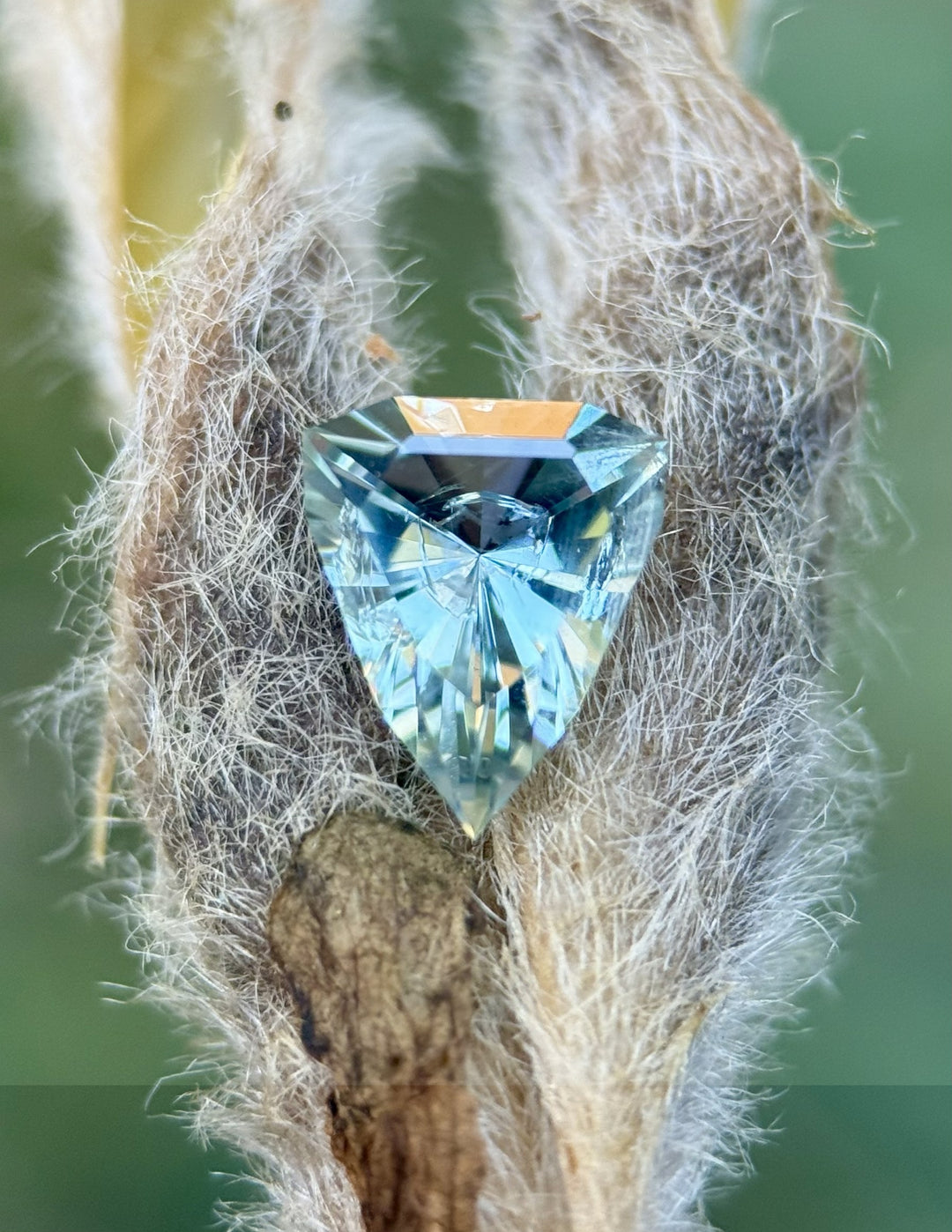 Macro nature setting of shield cut sapphire resting in fuzzy plant pod, capturing sky blue sparkle and natural brilliance.