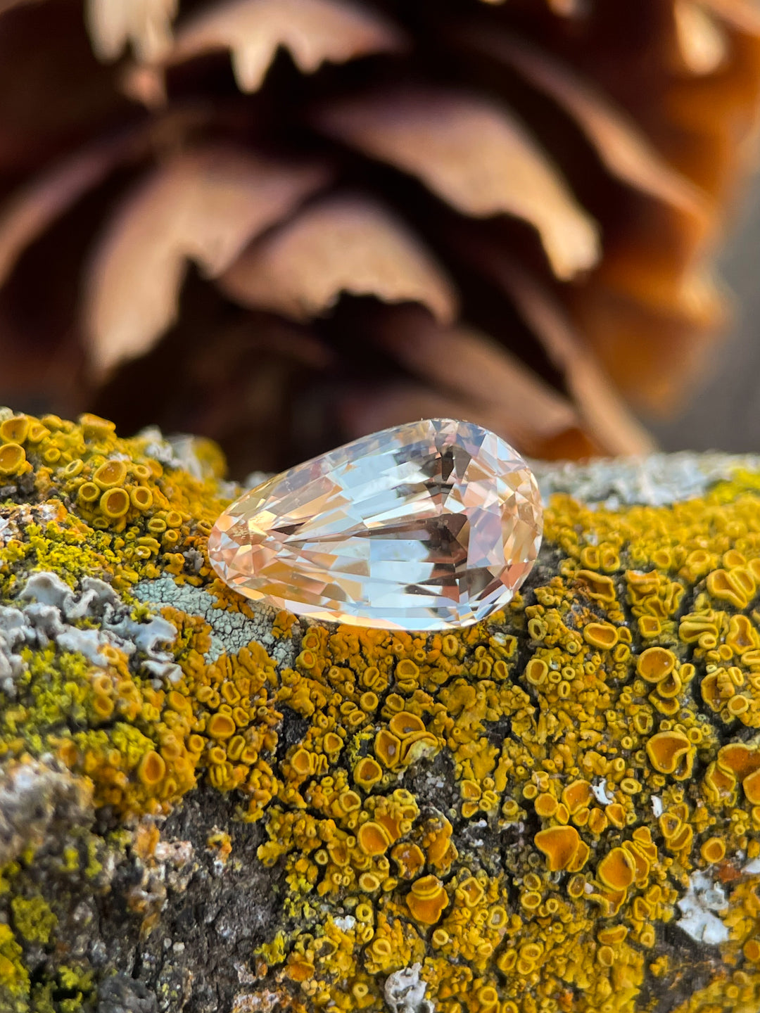 Natural pastel peach sapphire weighing 2.45 carats, custom brilliant teardrop cut, resting on vibrant lichen-covered bark, highlighting its unique hue and sparkle.