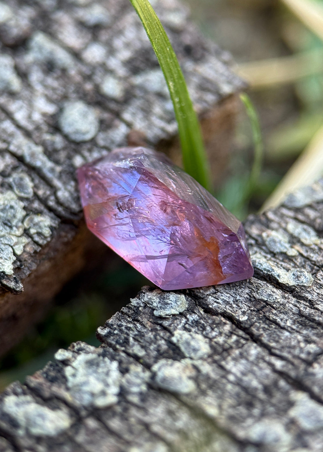 Pink and purple sapphire placed on textured tree bark, highlighting its elongated shape, translucent body, and layered internal silk under natural light.