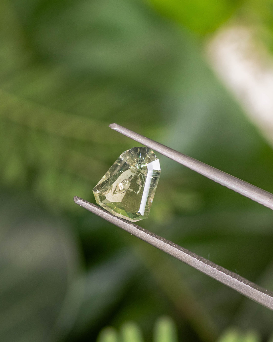 Close-up of 1.01CT yellow teal green sapphire held in gemstone tweezers against a blurred natural backdrop, revealing fine light reflection through its custom shield portrait cut, ethically sourced and unheated from Umba River, Tanzania.