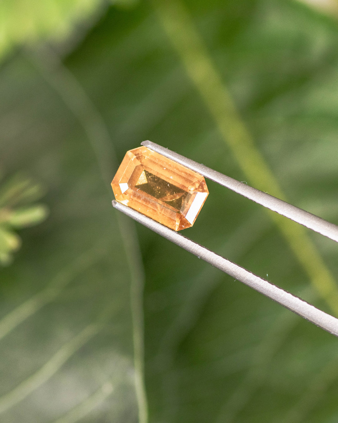 1.57CT brown yellow sapphire held in gemstone tweezers with green leaves behind, highlighting its golden-brown tones and clean step facets in a modified emerald cut, unheated sapphire from Umba River Valley, Tanzania.