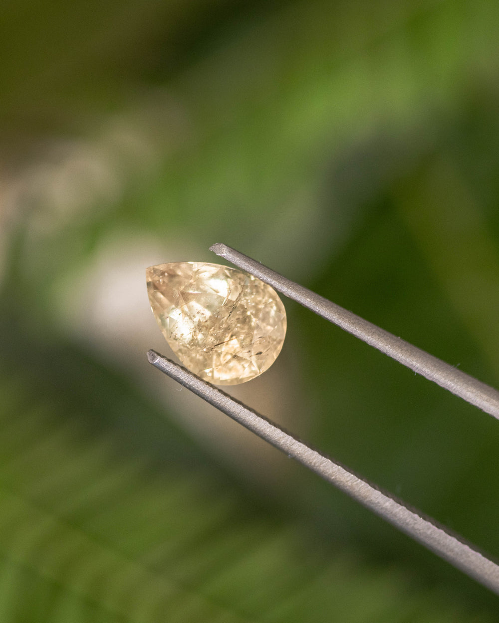 1.90CT green yellow sapphire held in gemstone tweezers with lush green background, showing the sparkle, clarity, and symmetry of its modified brilliant pear cut, unheated sapphire from Umba River Valley, Tanzania.
