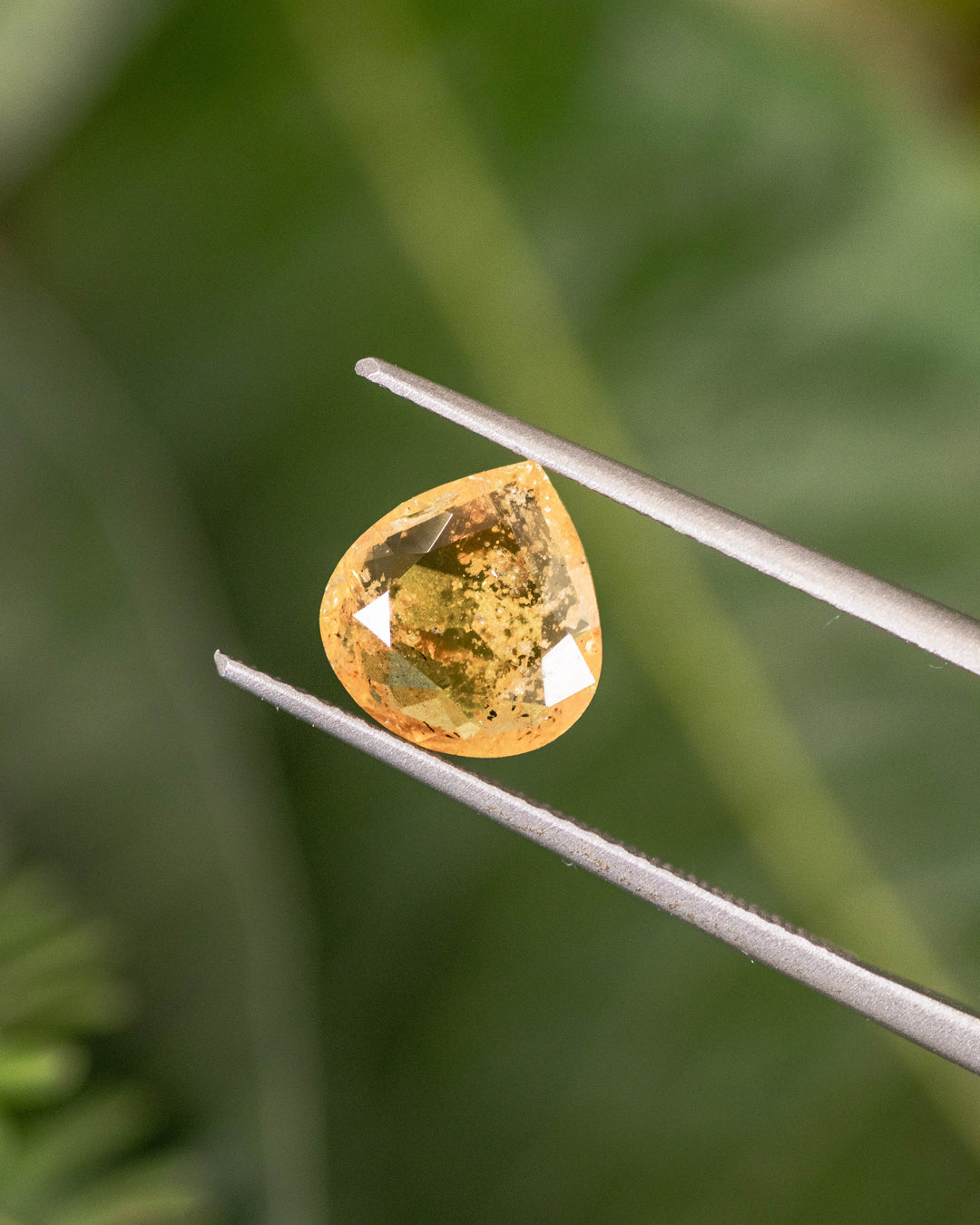Close-up of 2.17 carat yellow brown orange sapphire held in gemstone tweezers with green natural background, displaying light refraction and symmetry of its custom wide pear cut, untreated sapphire from Umba River, Tanzania.