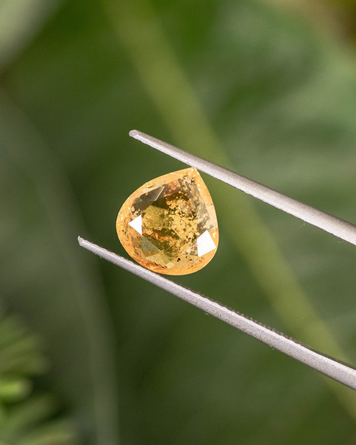 Close-up of 2.17 carat yellow brown orange sapphire held in gemstone tweezers with green natural background, displaying light refraction and symmetry of its custom wide pear cut, untreated sapphire from Umba River, Tanzania.