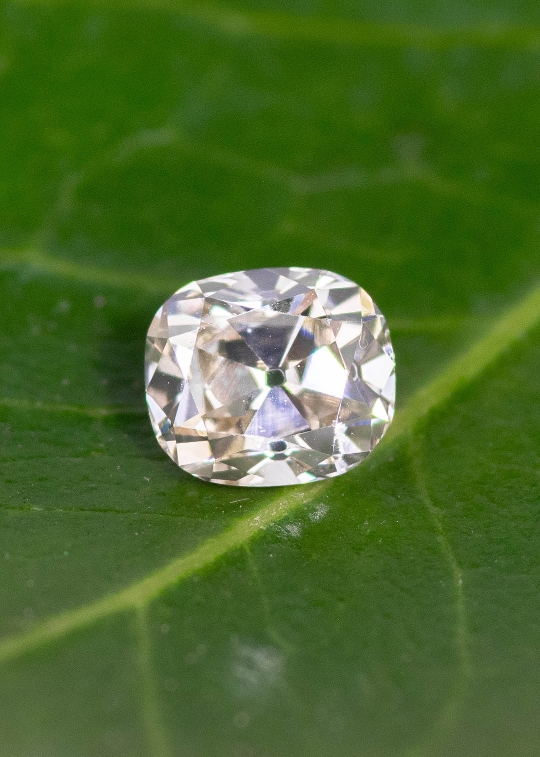 Loose old mine cut cushion diamond resting on green leaf highlighting antique cut and natural brilliance.