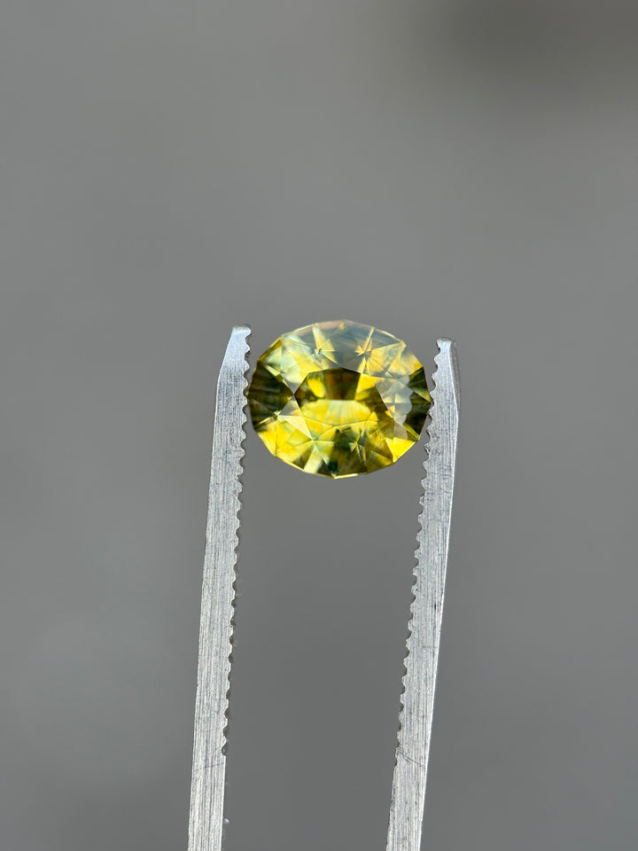 Parti yellowish green sapphire held in tweezers, highlighting olive-green tones, golden flashes, and brilliant oval faceting.