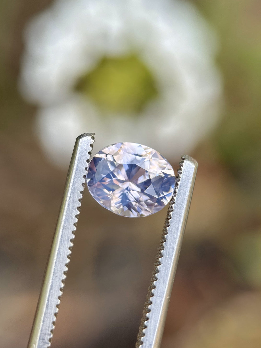 Close-up of 1.60ct opalescent sapphire with platinum, blush, and lavender tones held in tweezers near a white flower