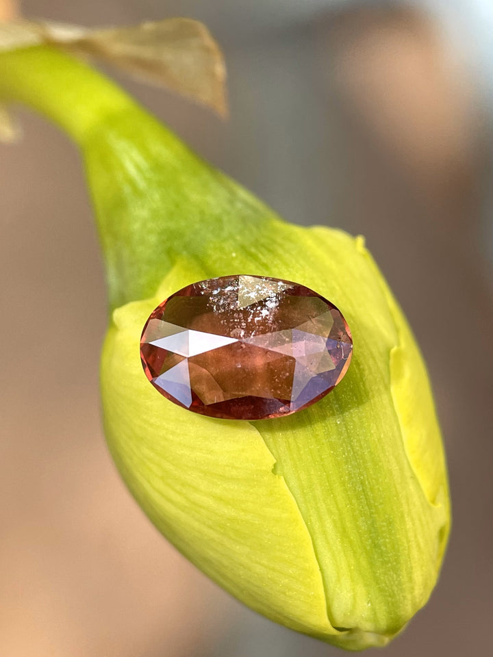Close-up of a 1.57-carat ruby-red and orange sapphire resting on a yellow flower bud.