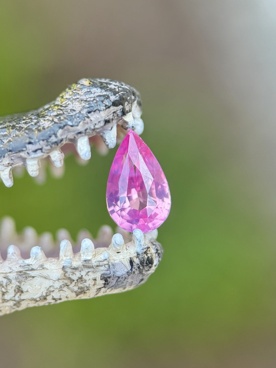 Bright pink kite-cut sapphire delicately held in crocodile jaws, showcasing vibrant color and precision cut.
