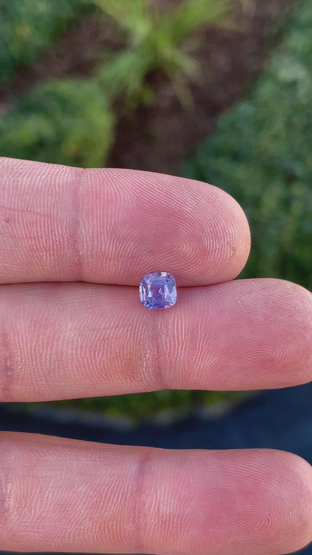 Video featuring a 1.53 carat opalescent pink to purple sapphire gemstone, cushion cut, untreated, and sourced from Sri Lanka.