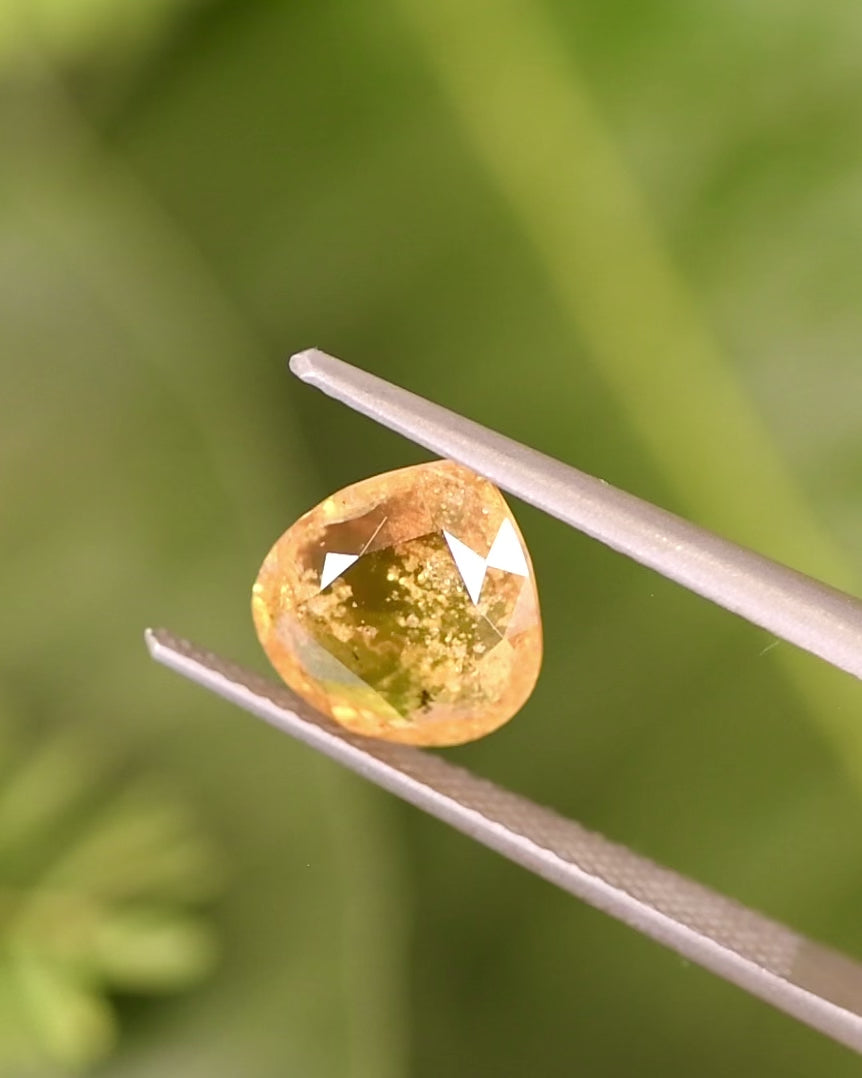 Video of 2.17CT yellow brown orange sapphire rotating in tweezers under natural light, showing shifting hues of Dijon yellow and warm brown with orange sparkle, unheated custom wide pear cut gemstone from Umba River, Tanzania.