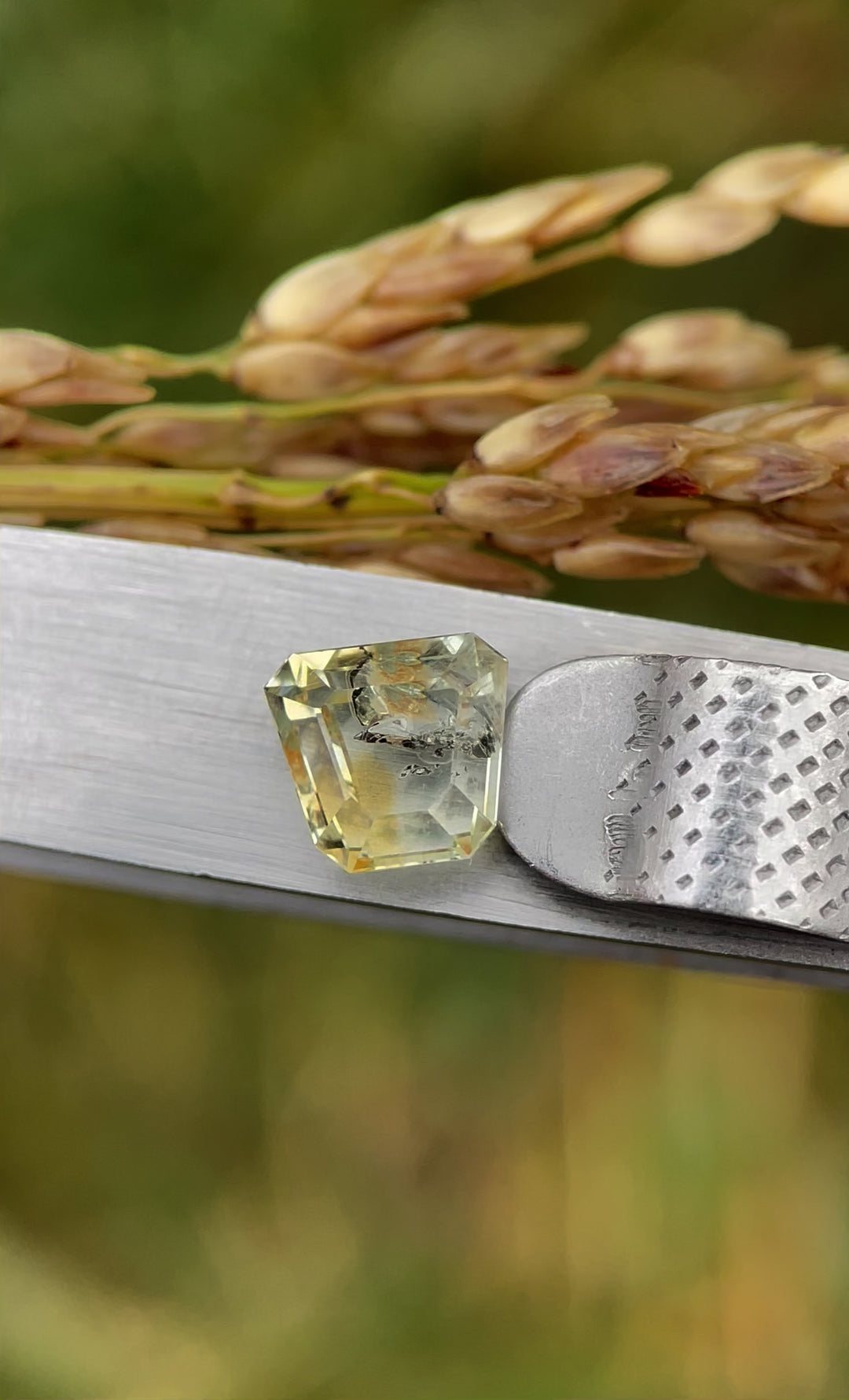 Close-up video of a 1.68-carat earthy yellow-green sapphire in tweezers, highlighting its clarity, earthy tones, and custom shield tablet cut design.