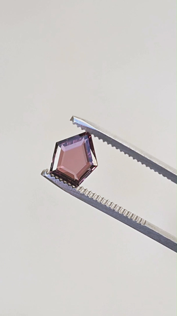 Deep wine brown 2.03ct shield portrait cut sapphire rotating in gem tweezers under natural light.