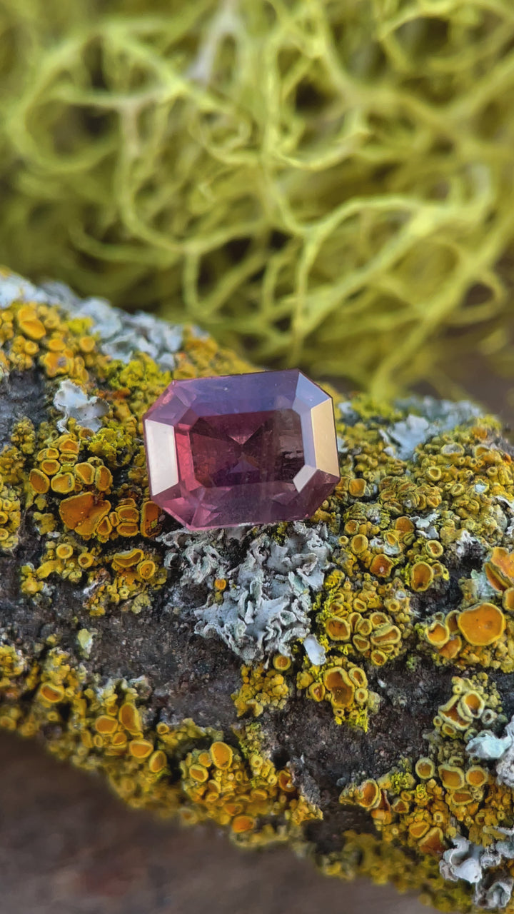 A video of a Cabernet-colored sapphire rotating on a lichen backdrop, emphasizing its modified emerald cut and dynamic color reflections.